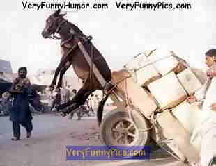 poordonkey.jpg